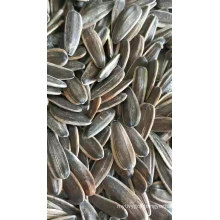 363 361 Sunflower Seeds with Black Stripe from Inner Mongolia